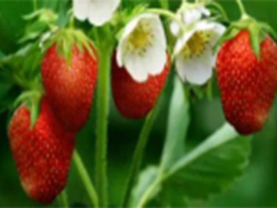 草莓种植怎么使用冲施肥-风光农业水溶肥