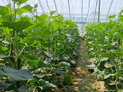 黄瓜怎样施肥才能高产-风光农业水溶肥