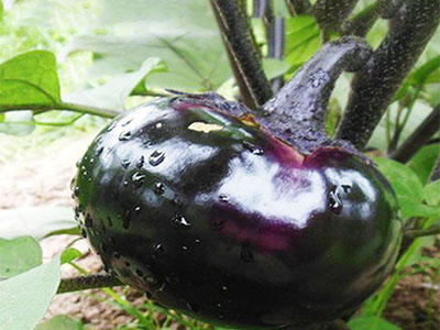 种植茄子应该如何施肥,风光农业水溶肥
