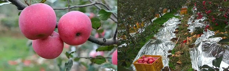 苹果膨大期该如何施肥-风光农业水溶肥