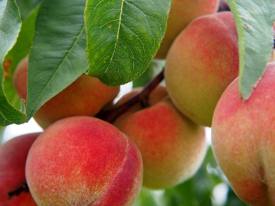 桃树最佳施肥时间及施肥技术-风光农业