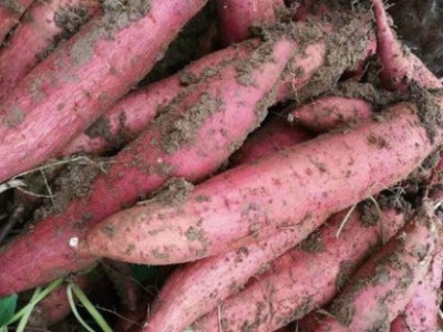 红薯施什么肥料产量高,风光农业水溶肥