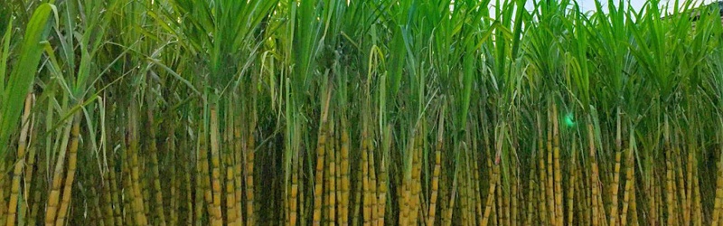 甘蔗如何施肥效果好,风光农业水溶肥