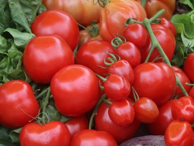 种番茄用什么肥料高产-风光农业