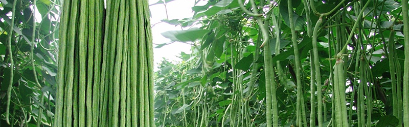 豆角不同生长时期分别施哪种肥料,风光农业水溶肥