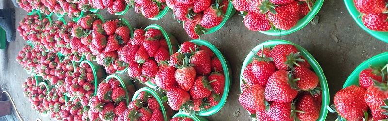 草莓怎样施肥产量高-风光农业水溶肥