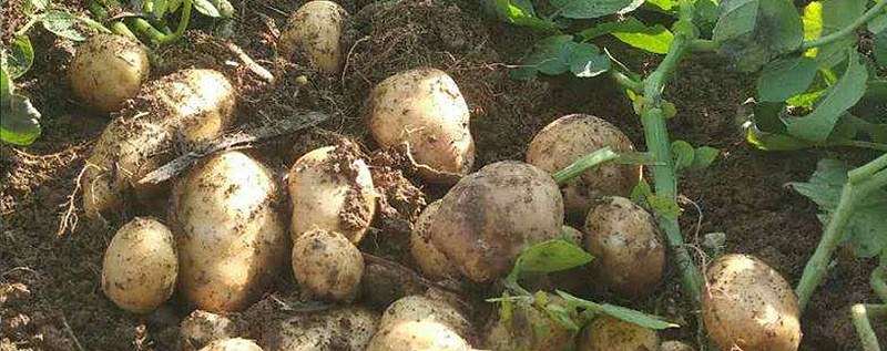 土豆用什么肥料好-风光农业