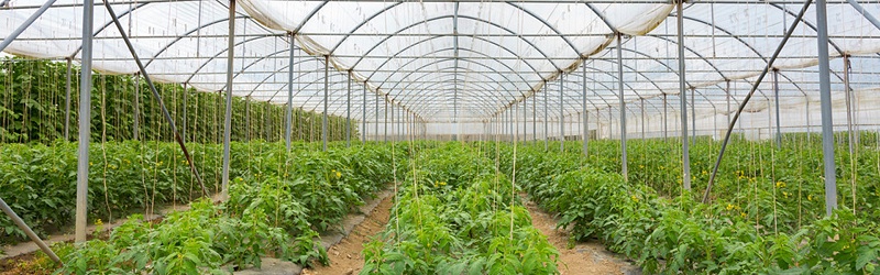 大棚蔬菜如何合理施肥,风光农业水溶肥