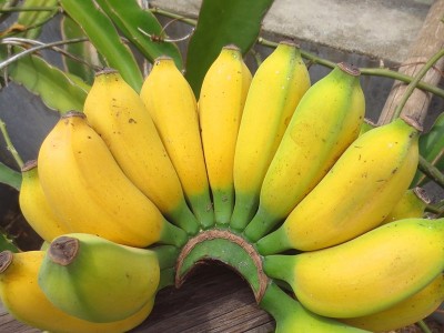 香蕉施叶面肥的方法,风光农业水溶肥