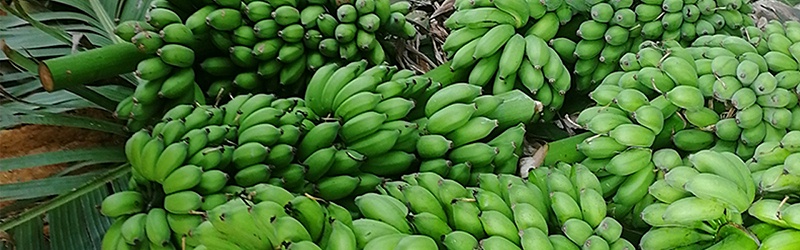 香蕉该如何施肥好,风光农业水溶肥