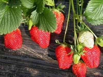 怎样提高草莓移栽成活率-风光农业