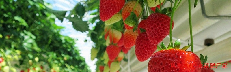 草莓死苗烂棵用什么肥好-风光农业