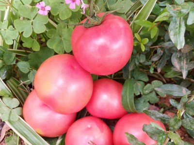西红柿如何施肥,风光农业水溶肥