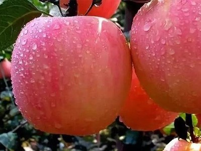 苹果膨大期施什么肥好-风光农业
