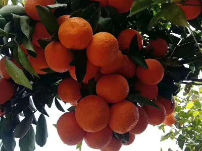 柑橘树施什么肥料好