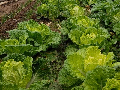 白菜高产该如何施肥,风光农业水溶肥