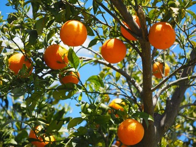 柑橘用什么肥料好-风光农业