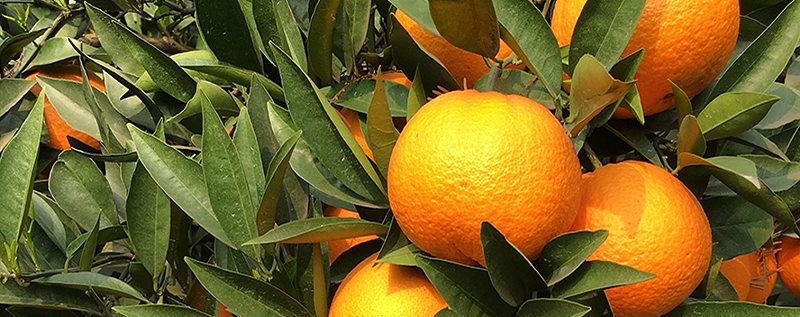 柑橘用什么肥料好-风光农业