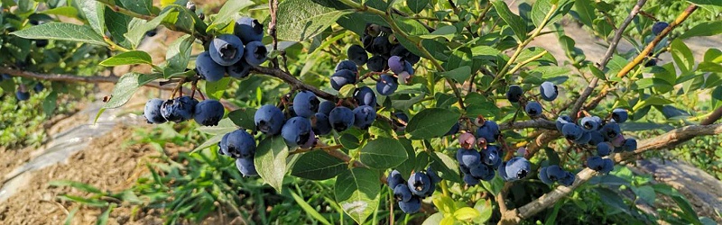 蓝莓怎么施肥-施什么肥料合适-风光农业水溶肥