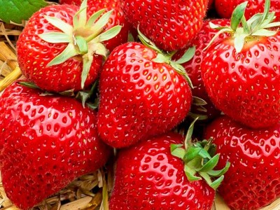 种草莓必不可少的肥料你们知道吗,风光农业水溶肥