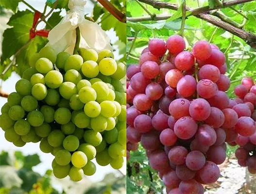 葡萄花期用什么肥料好？