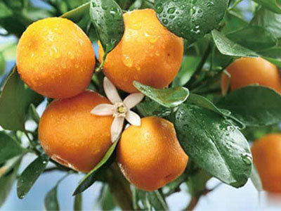 柑橘各个季节施肥方法-风光农业水溶肥