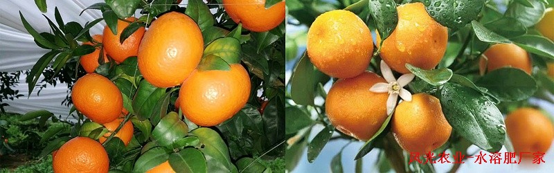 柑橘各个季节施肥方法-风光农业水溶肥