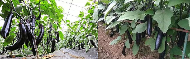 种植茄子怎么施肥-风光农业水溶肥