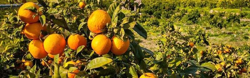 砂糖橘怎么施肥,风光农业水溶肥
