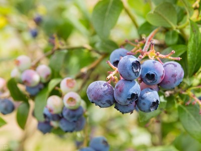 蓝莓的土水肥管理要点,风光农业水溶肥