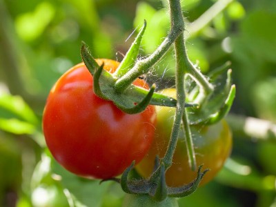 番茄该如何施肥,风光农业水溶肥