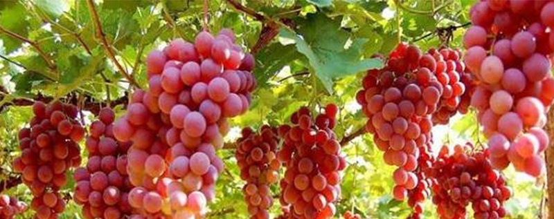 葡萄如何施肥-风光农业